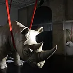 Rhinoceros 5*